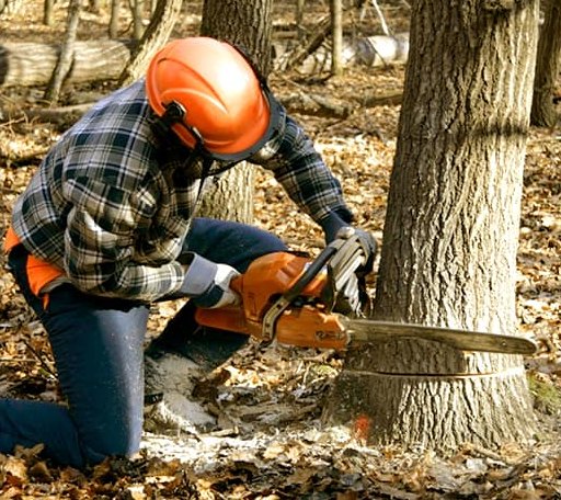 Tree Removal in Benson, VT